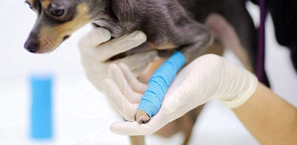 Topical Skin Adhesive For Wound Closure